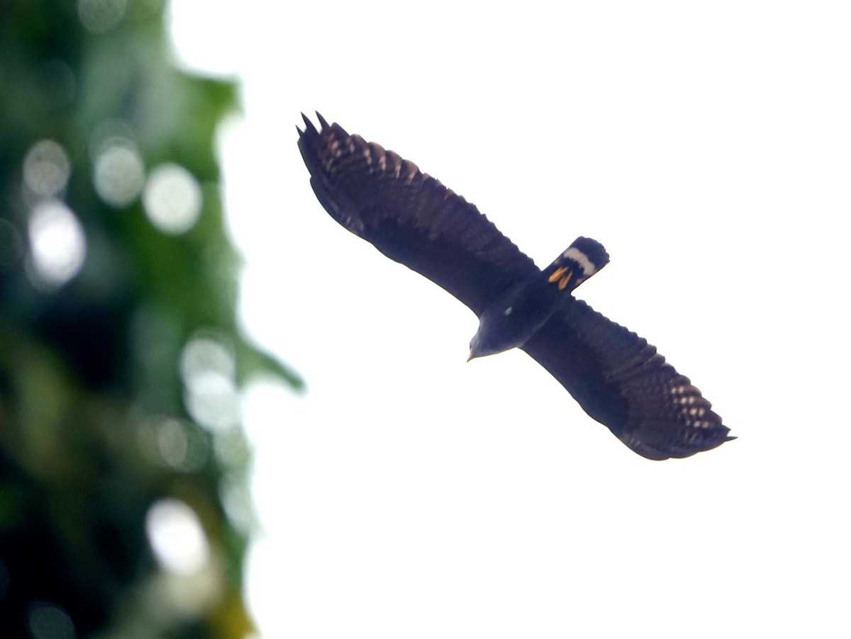 Zone-tailed Hawk - ML646681875