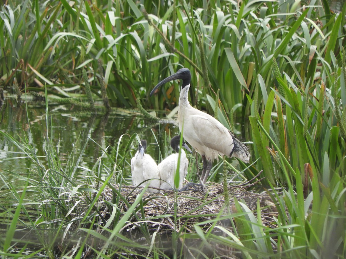 Australian Ibis - ML646681876