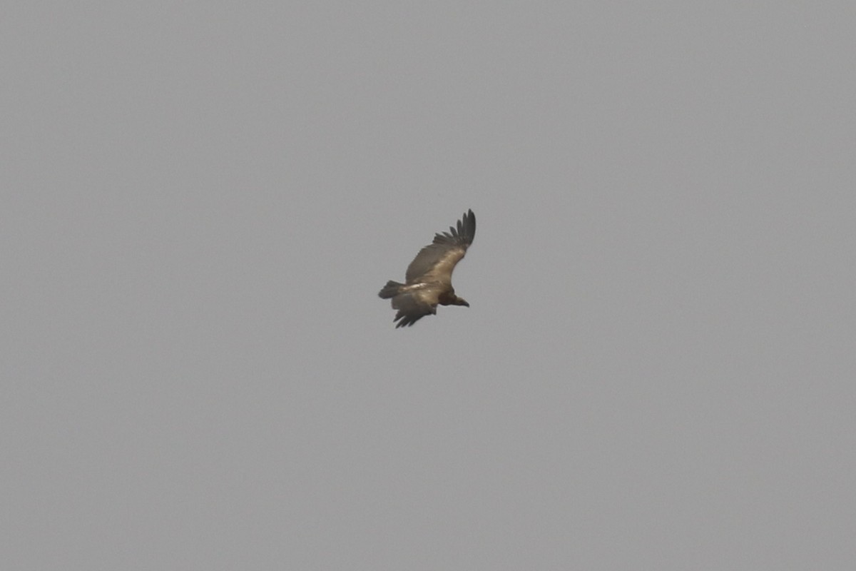 White-backed Vulture - ML646681877