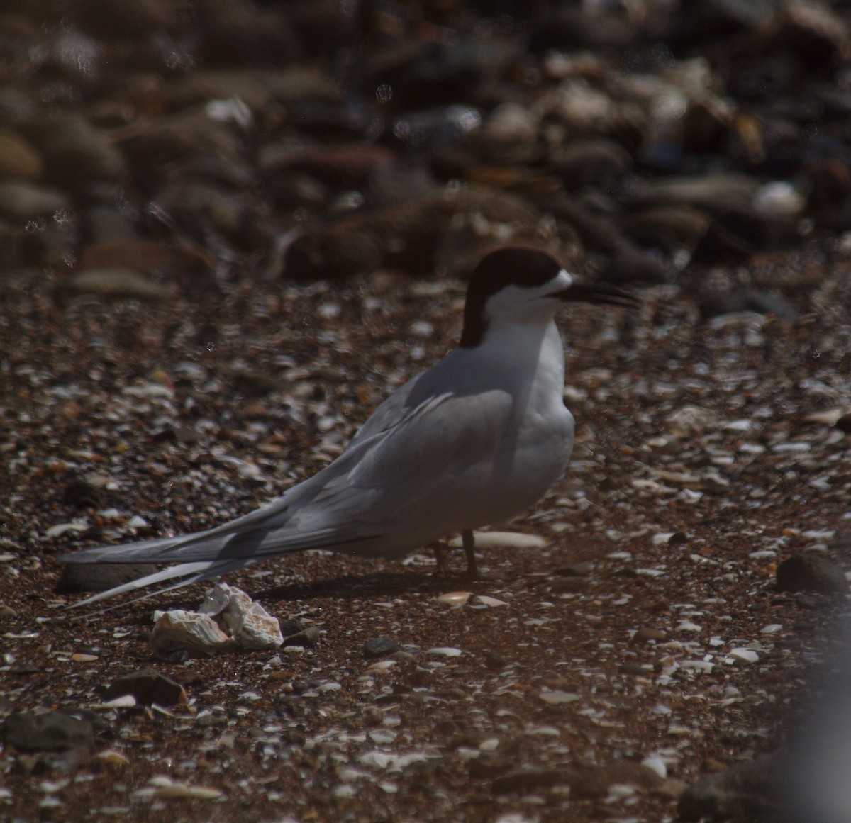 White-fronted Tern - ML646681878