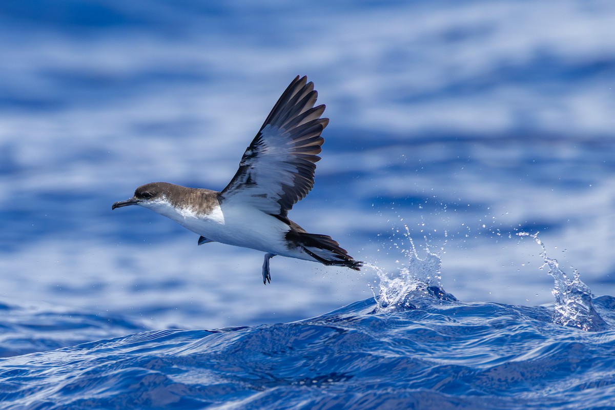 熱帶細鸌(bailloni) - ML646681879