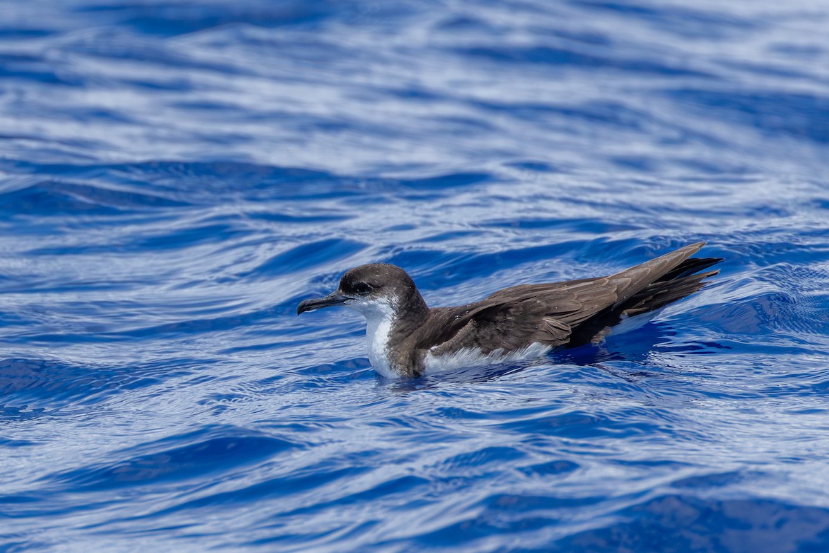 熱帶細鸌(bailloni) - ML646681880