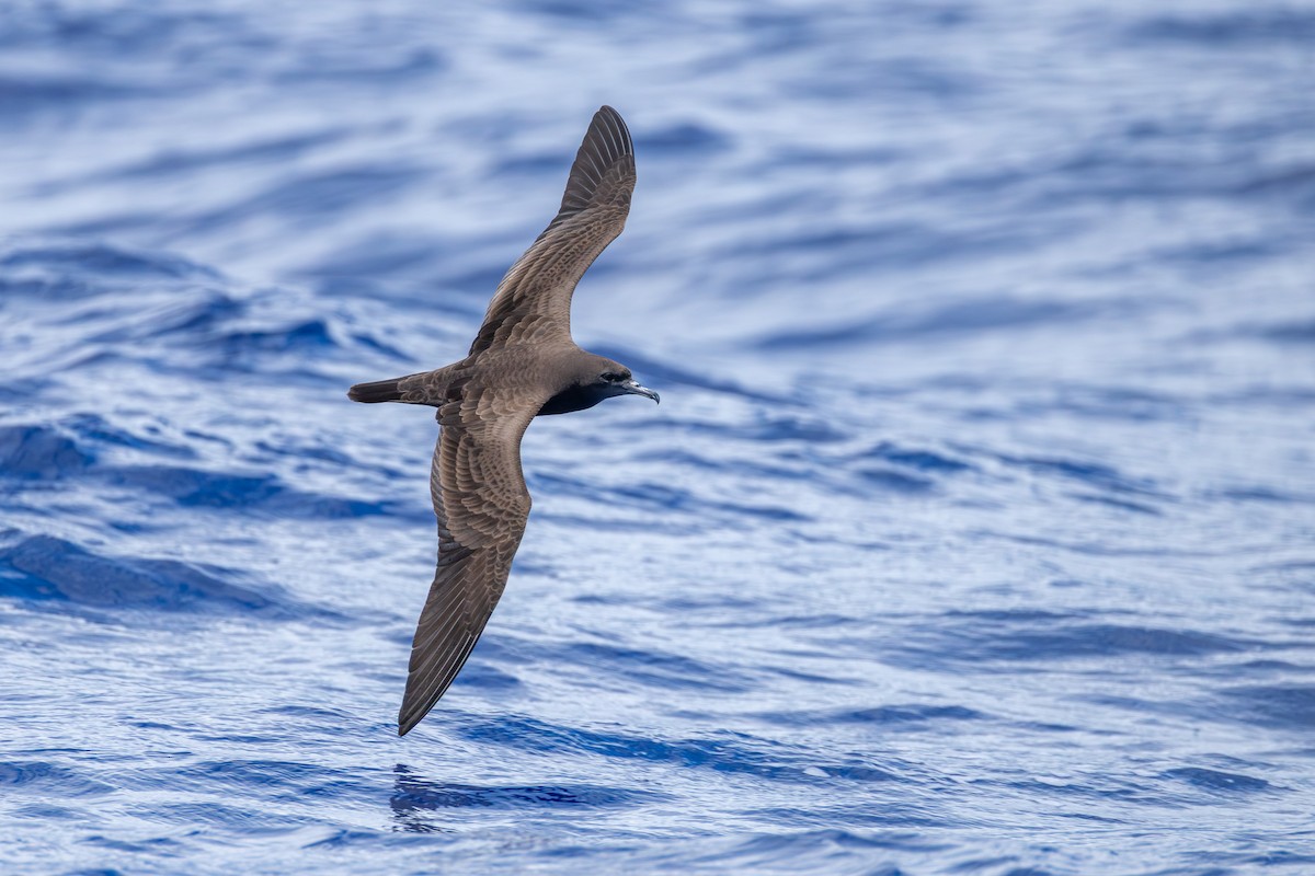 長尾水薙鳥 - ML646681881