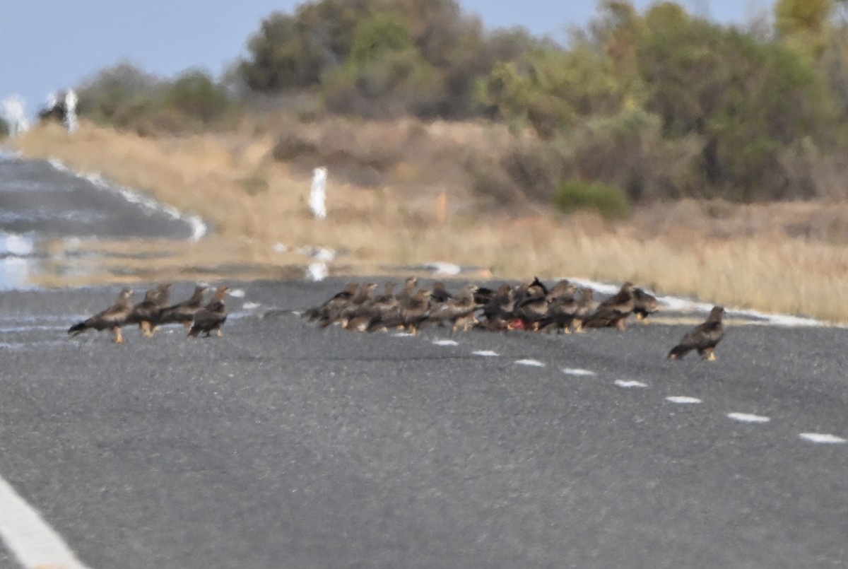 黑鳶 - ML646681882