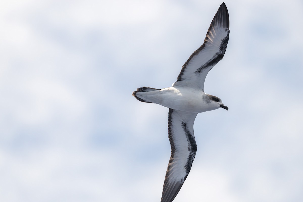 Barau's Petrel - ML646681883