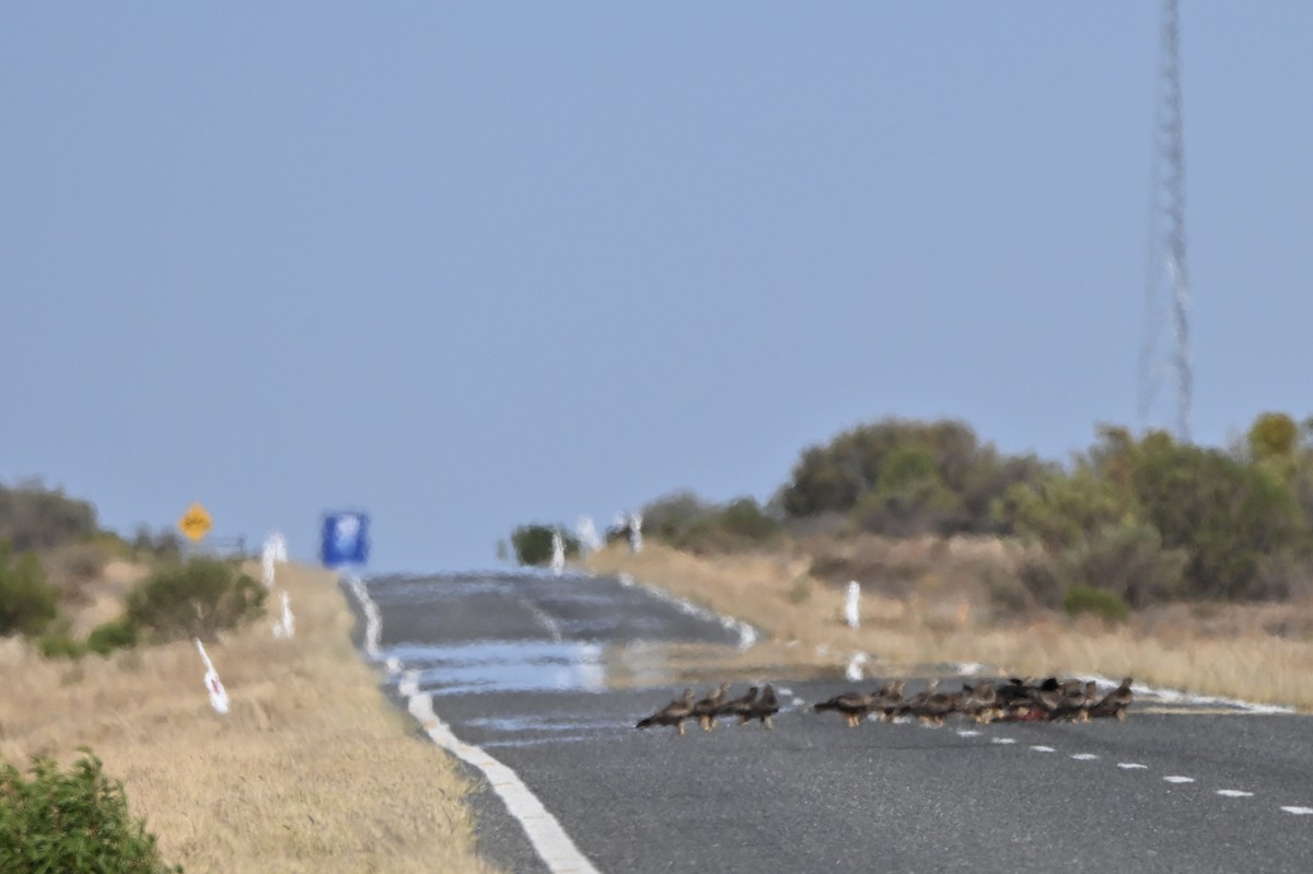 黑鳶 - ML646681884
