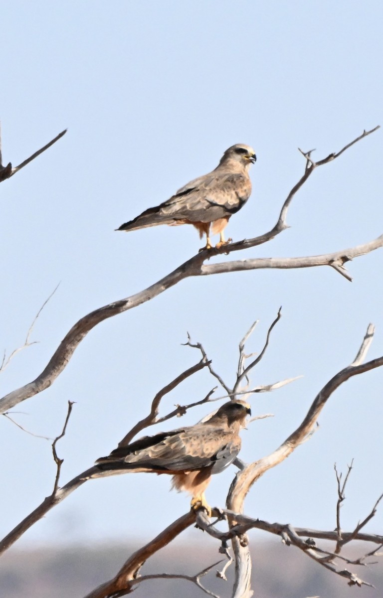 黑鳶 - ML646681885