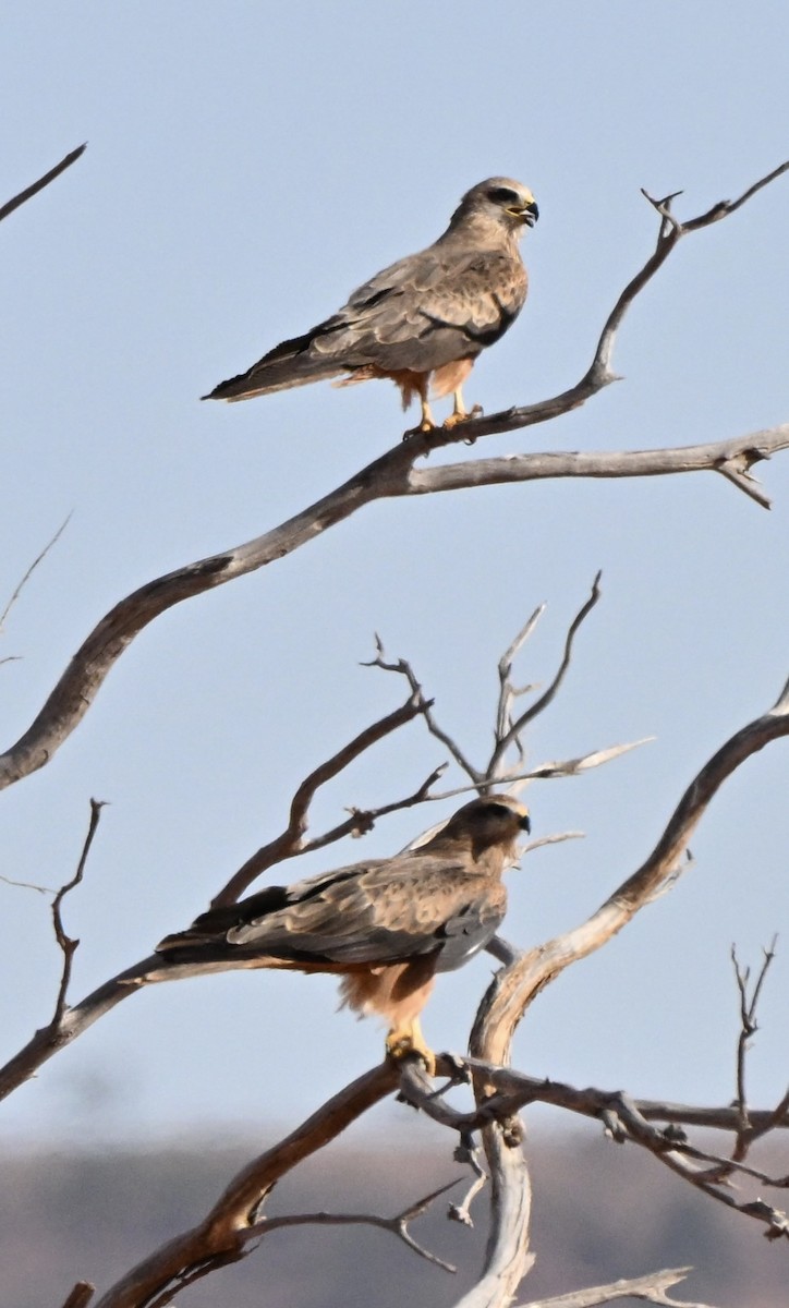 黑鳶 - ML646681886