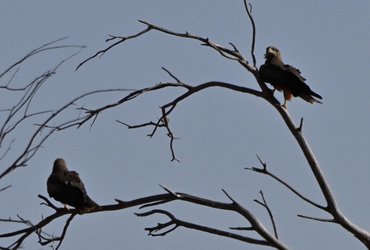 黑鳶 - ML646681887
