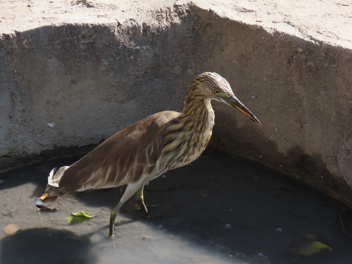 Indian Pond-Heron - ML646681889