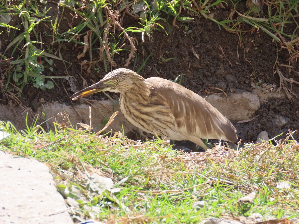 Indian Pond-Heron - ML646681890