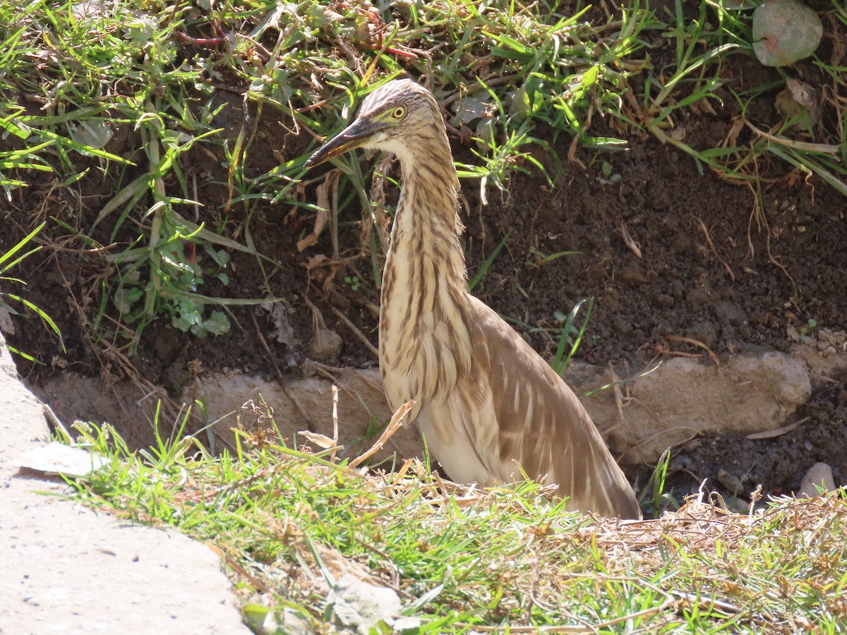 Indian Pond-Heron - ML646681891