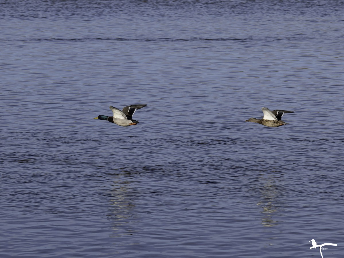 Mallard - ML646681892