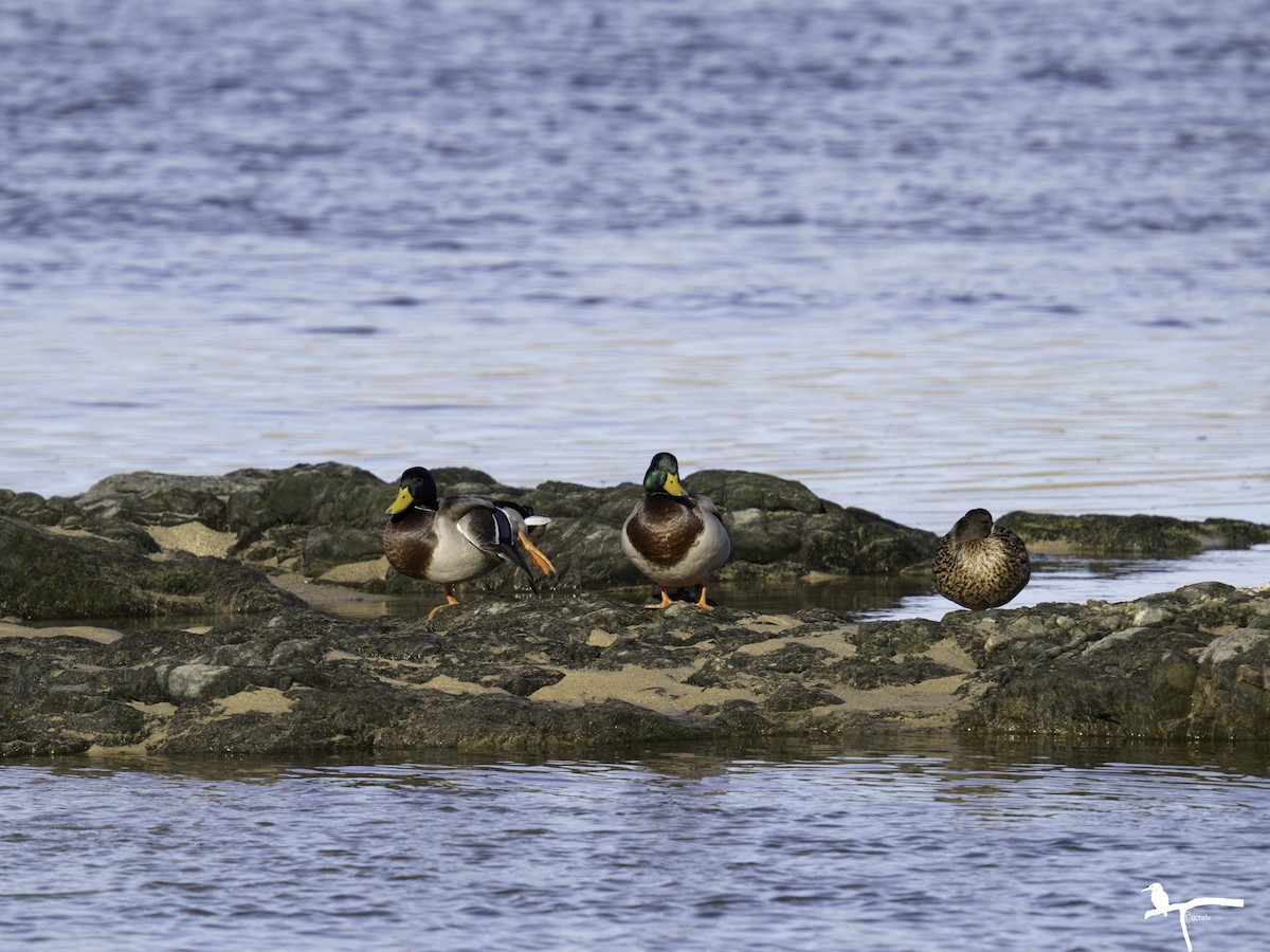 Mallard - ML646681893