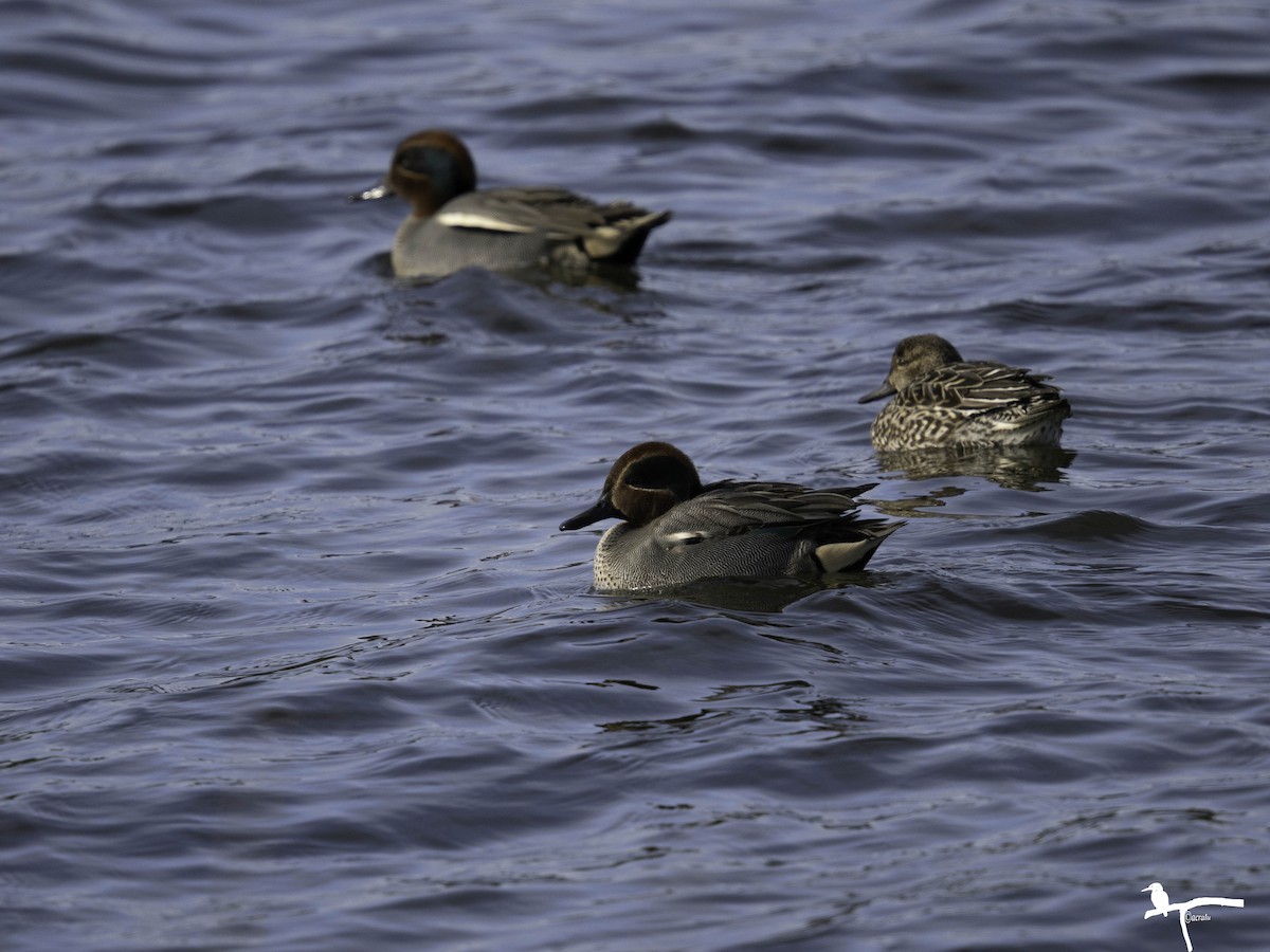 Green-winged Teal - ML646681896