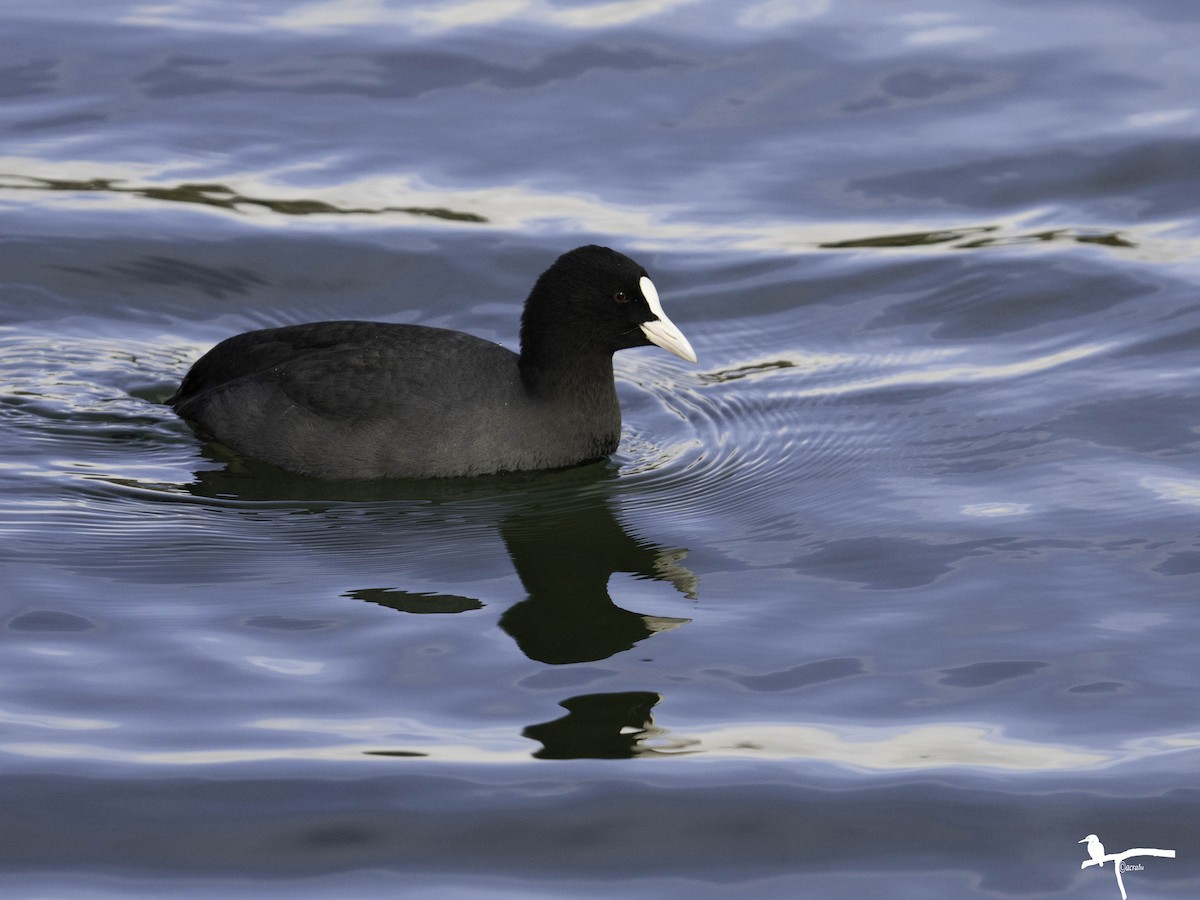 Eurasian Coot - ML646681899