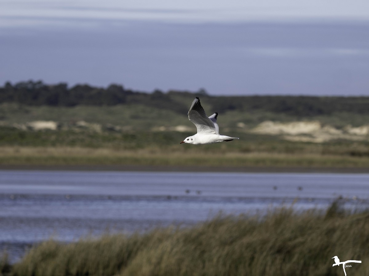 Black-headed Gull - ML646681900