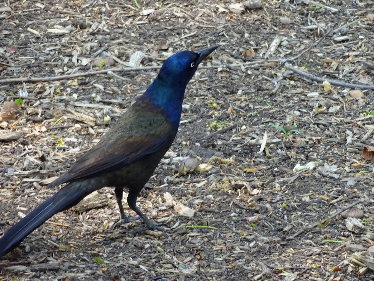 Common Grackle - ML646681901
