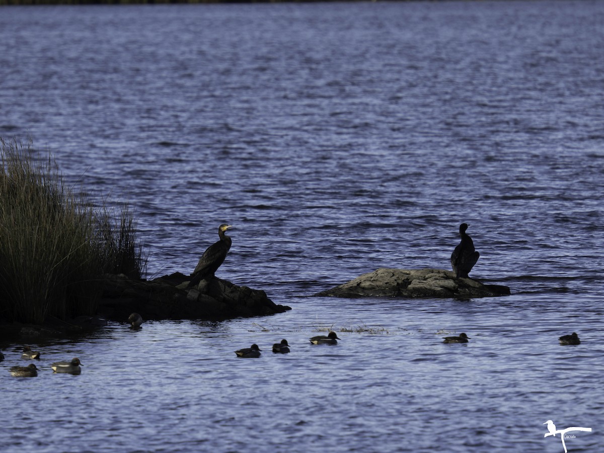 Great Cormorant - ML646681902