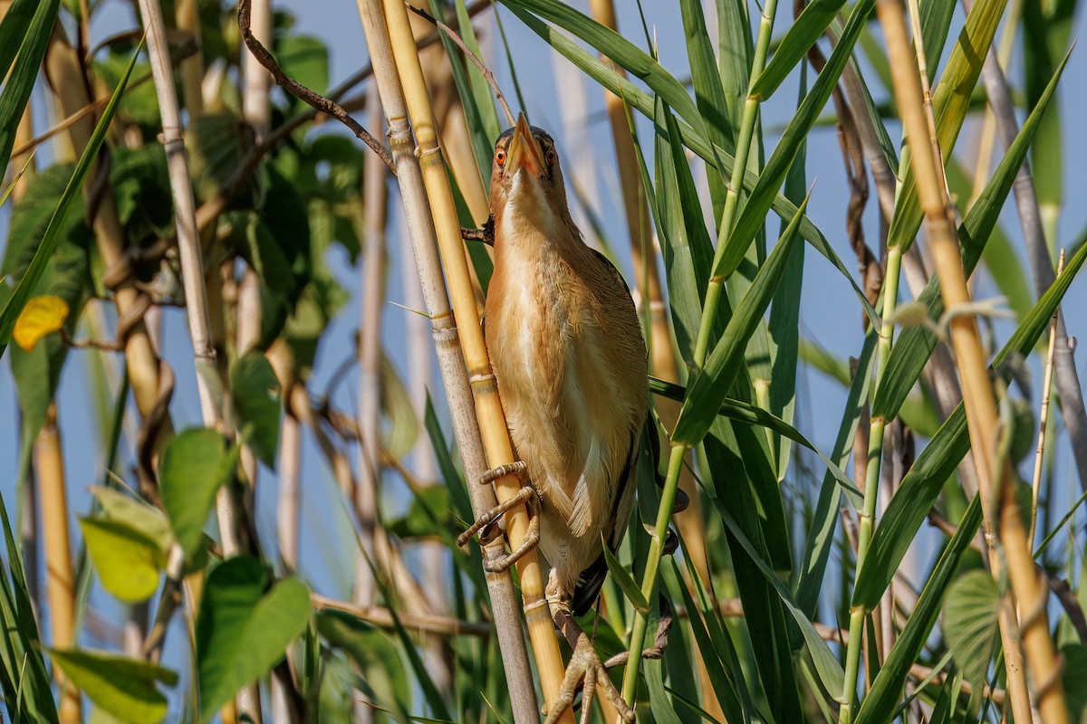 bukáček malý (ssp. payesii) - ML646681904