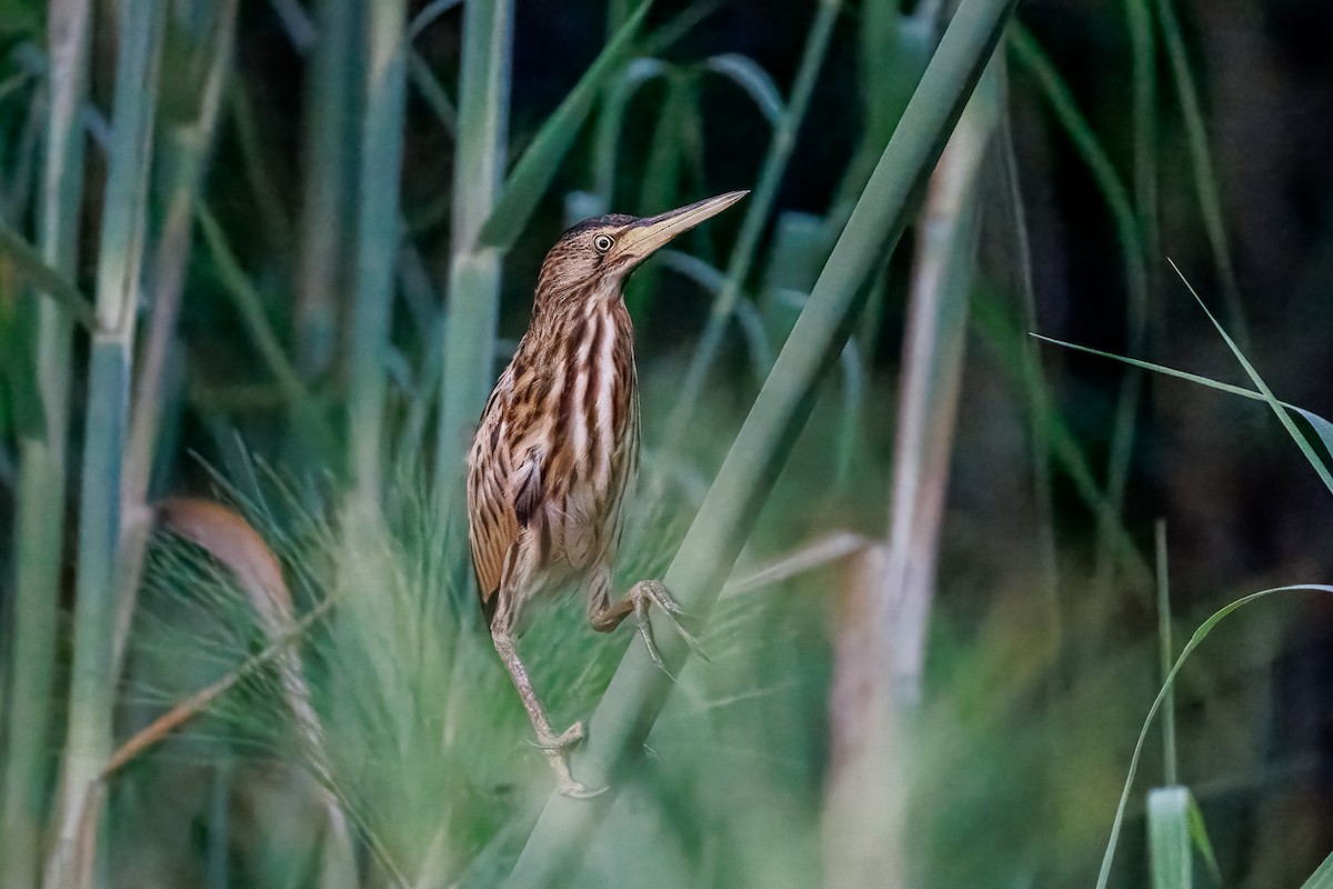 bukáček malý (ssp. payesii) - ML646681905