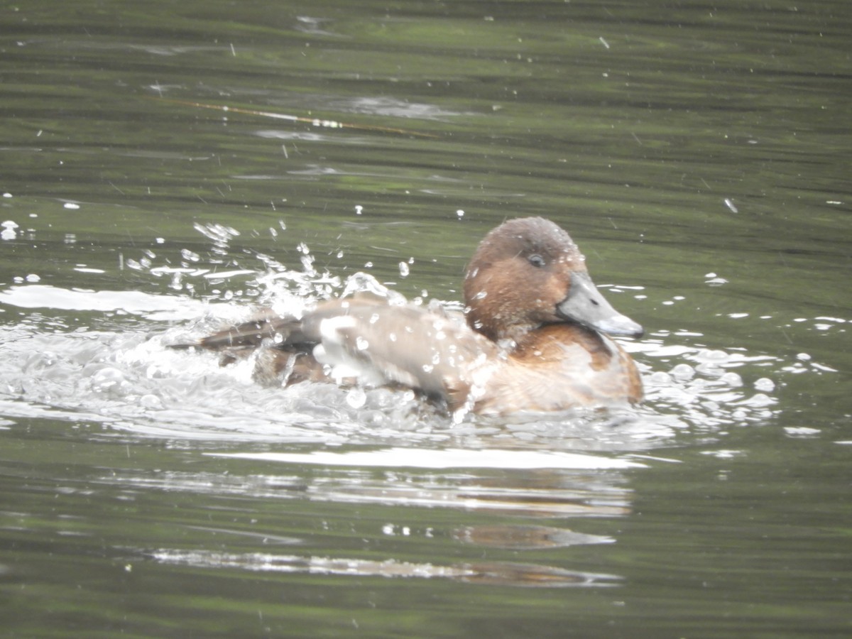 Hardhead - ML646681906