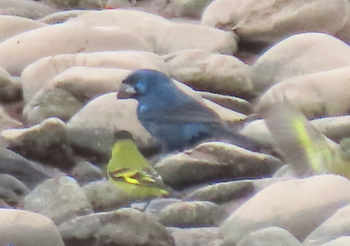 Ultramarine Grosbeak - ML646681907