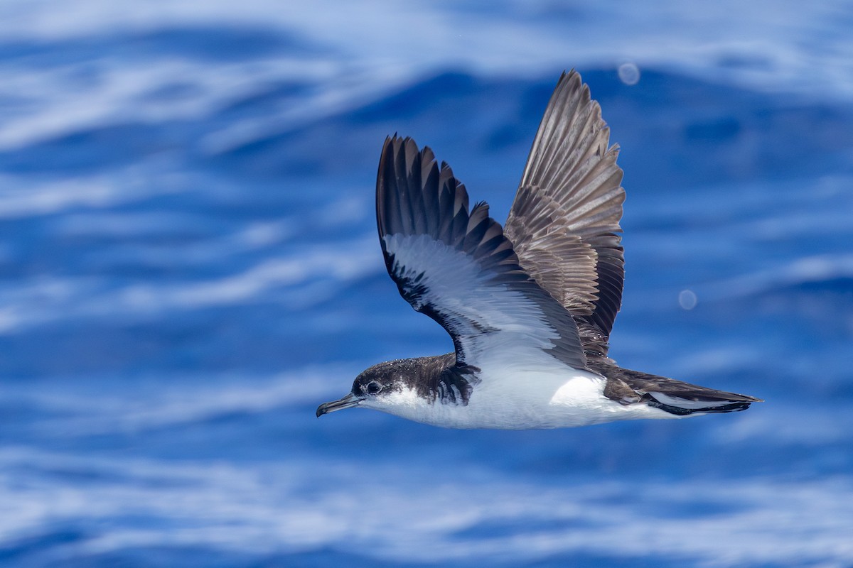 Pardela Tropical (bailloni) - ML646681908