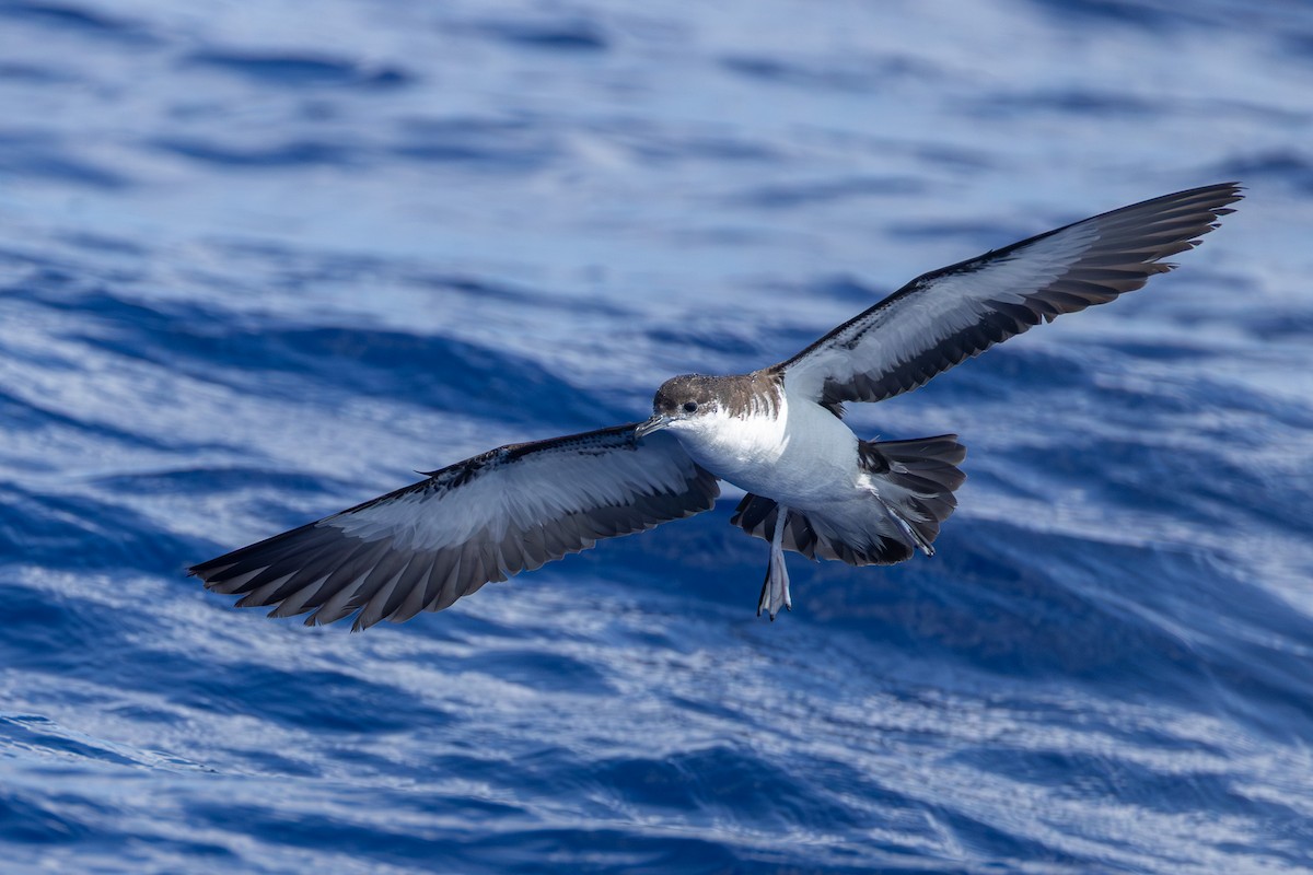 Pardela Tropical (bailloni) - ML646681909