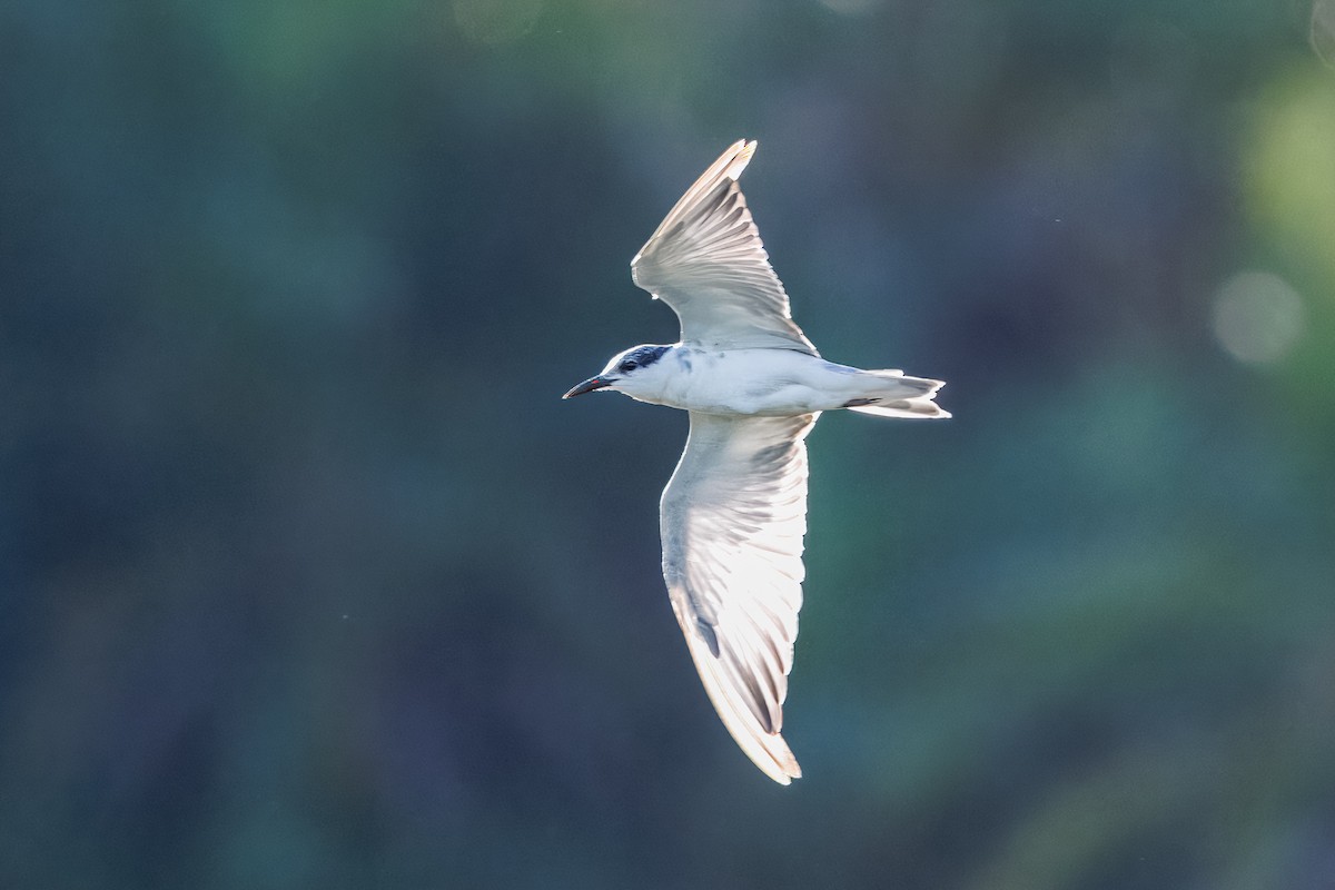 rybák bahenní - ML646681911