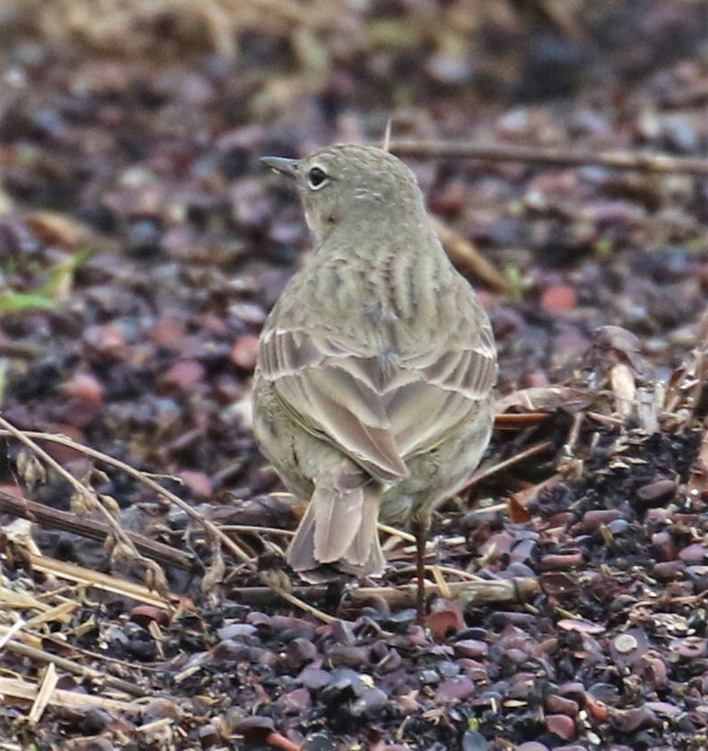 Rock Pipit - ML646681912