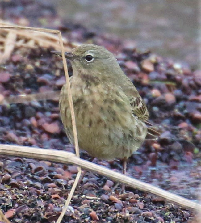 Rock Pipit - ML646681913