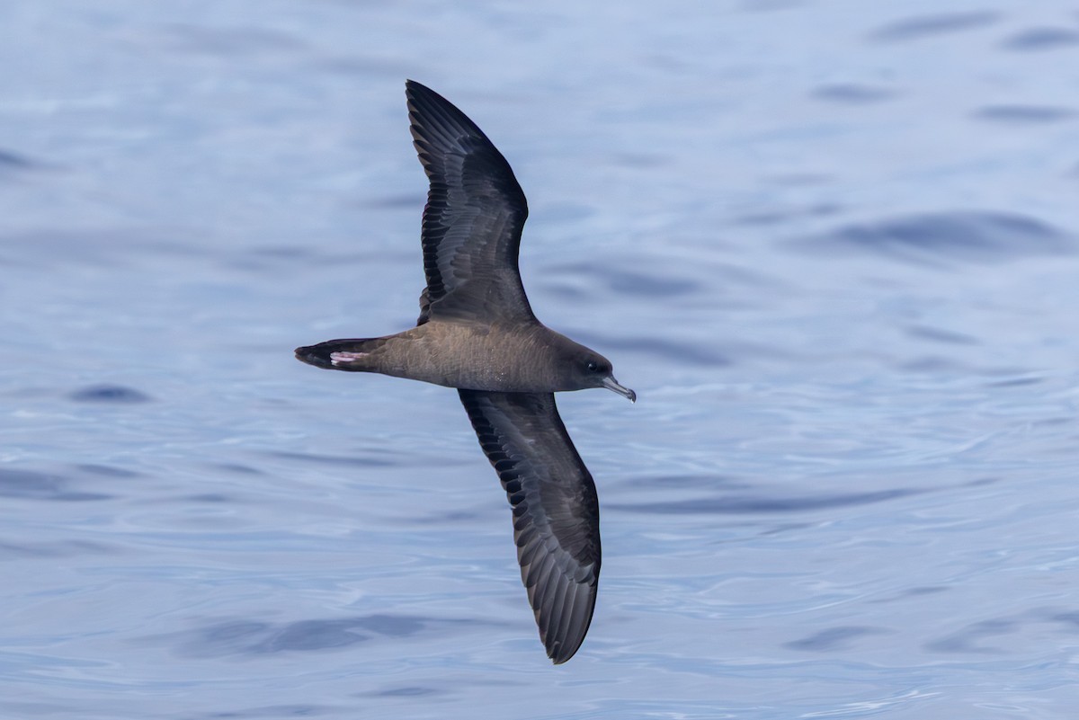 Pardela del Pacífico - ML646681917