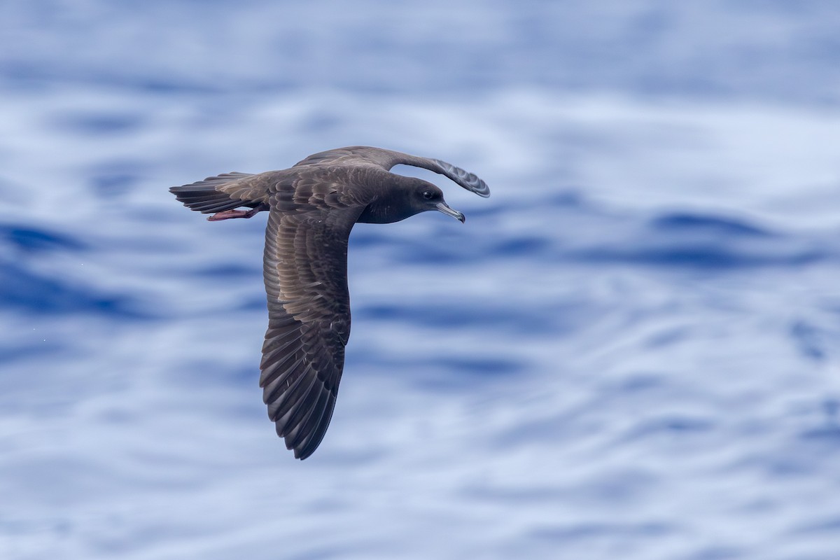 Pardela del Pacífico - ML646681918