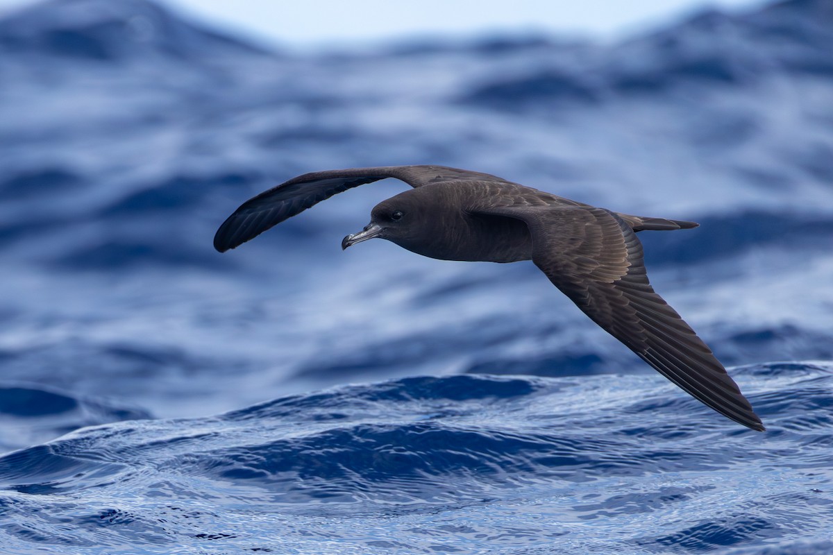 Pardela del Pacífico - ML646681919