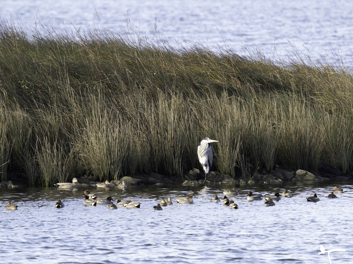 Gray Heron - ML646681920