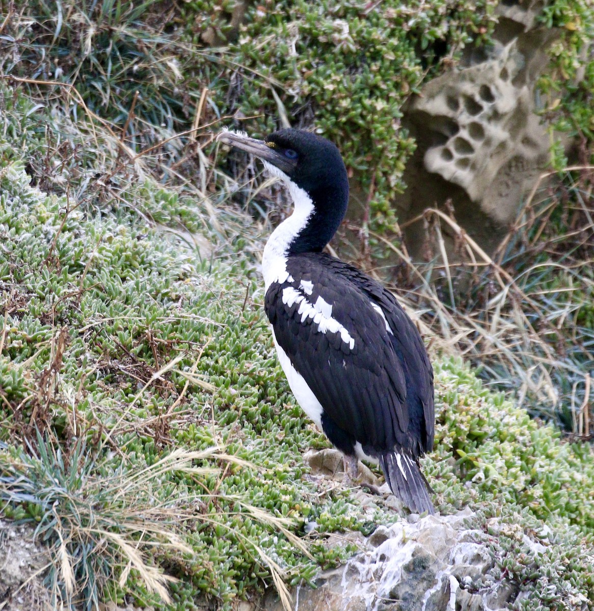 New Zealand King Shag - ML646681921
