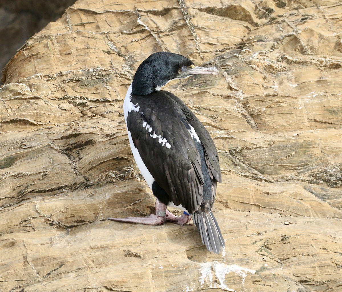 New Zealand King Shag - ML646681922