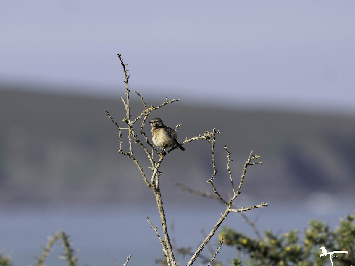 European Stonechat - ML646681923