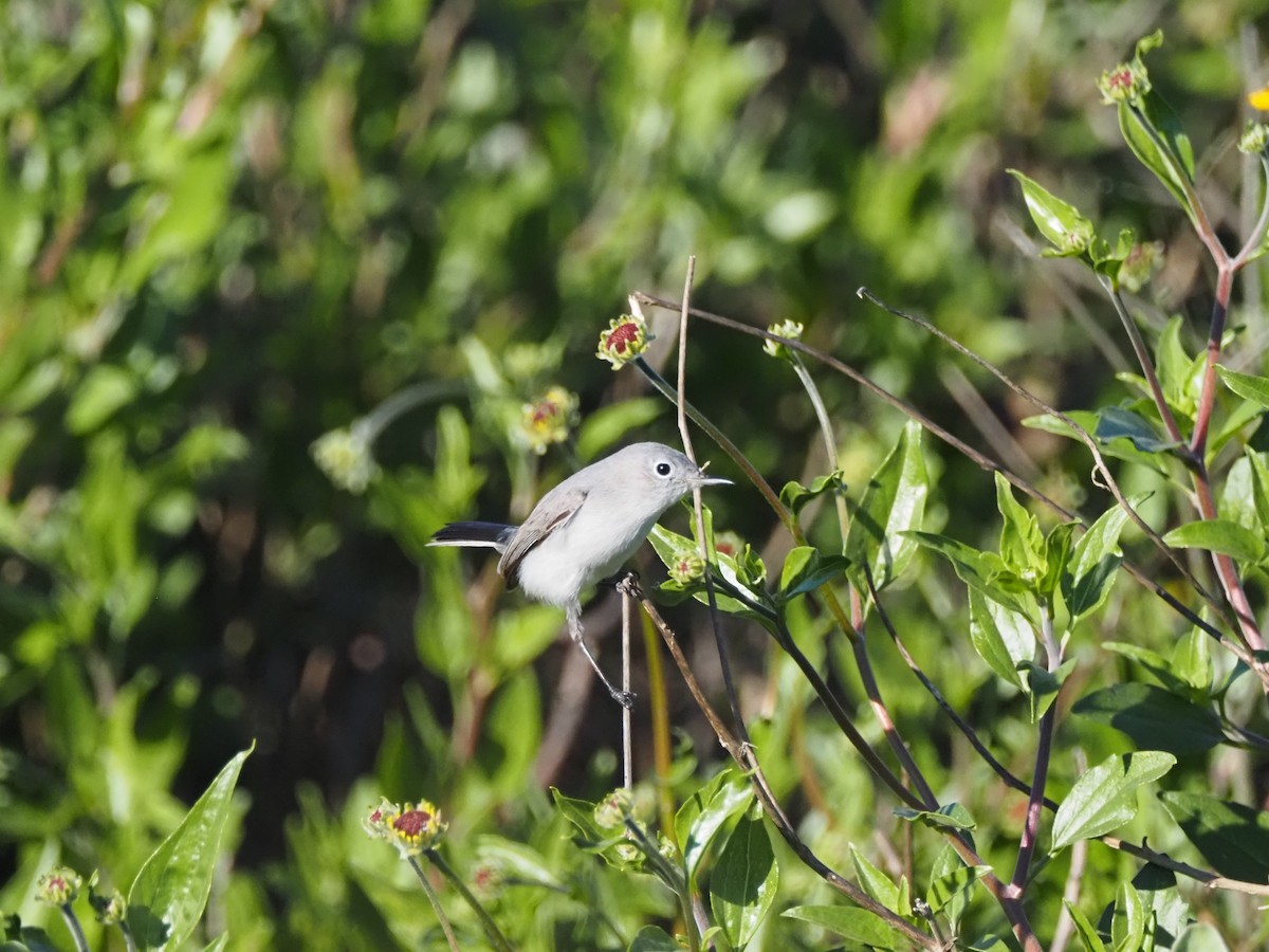 Blue-gray Gnatcatcher (Western) - ML646681927
