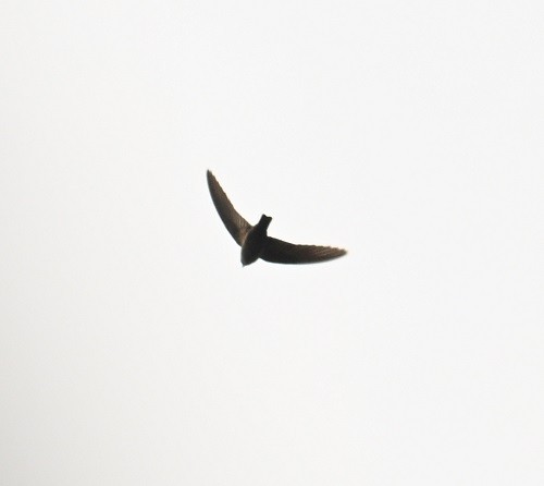 Little Swift - ML646681930