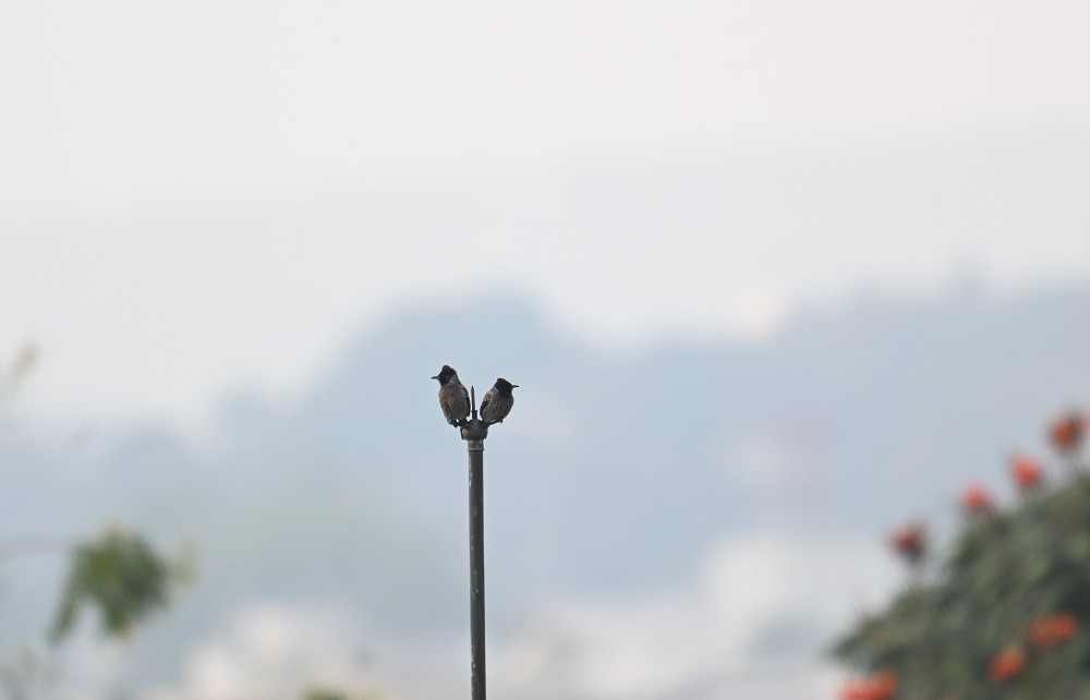 Red-vented Bulbul - ML646681931