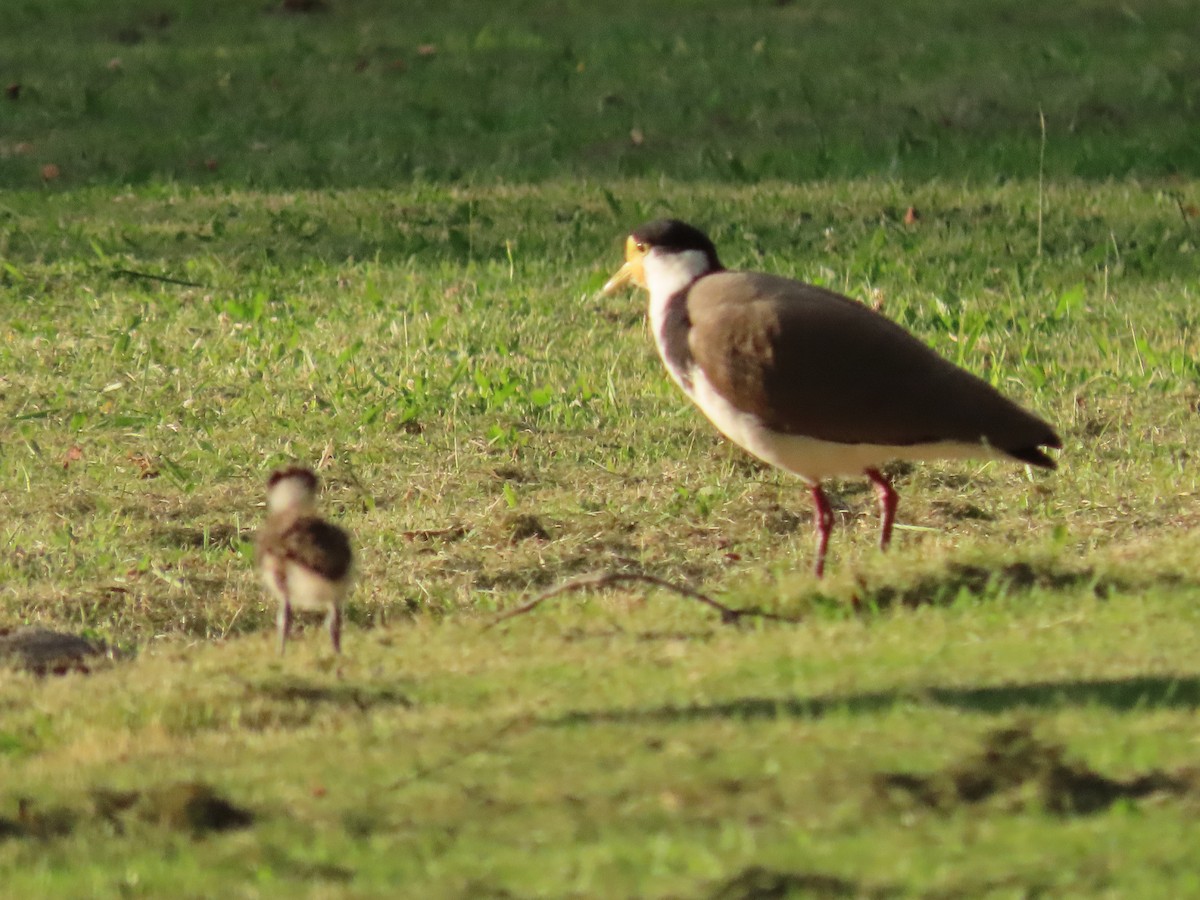 ズグロトサカゲリ - ML646681932