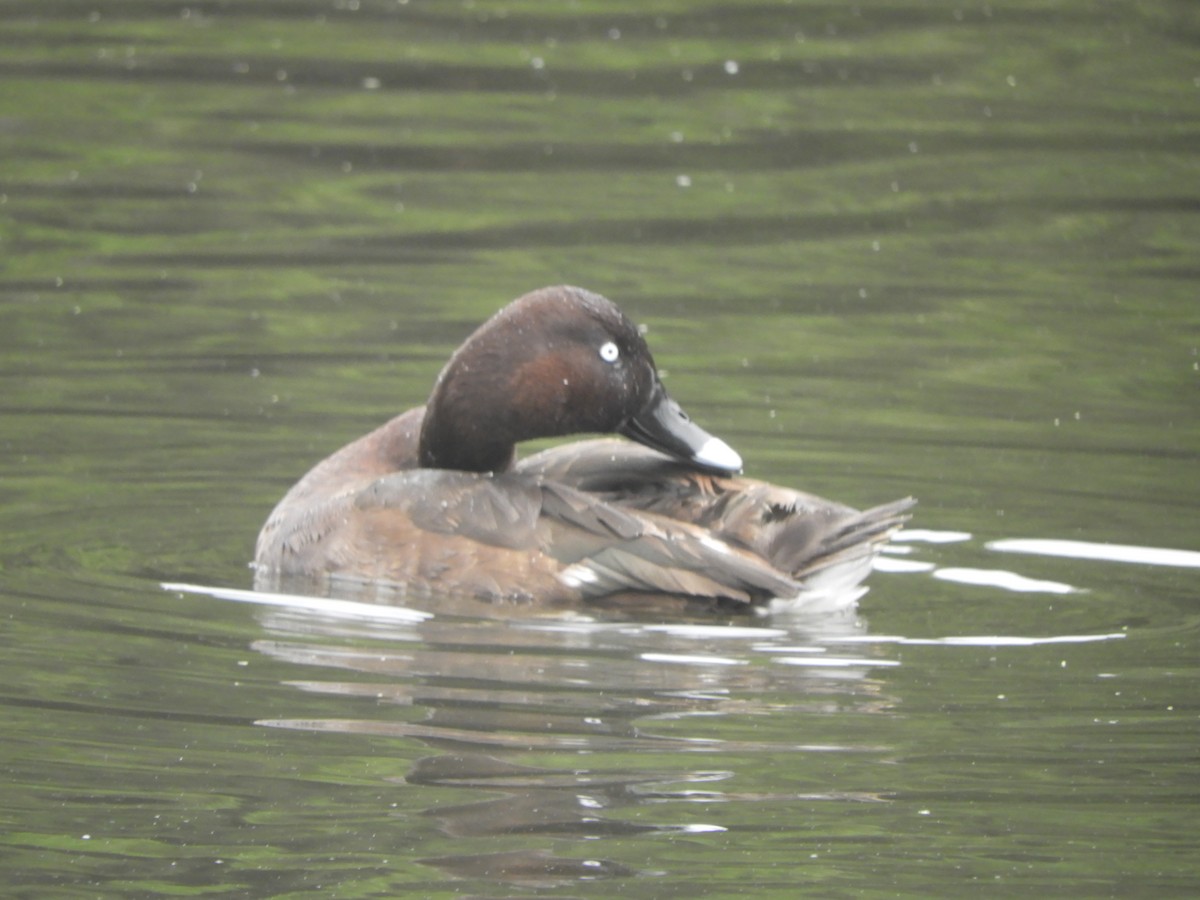 Hardhead - ML646681935