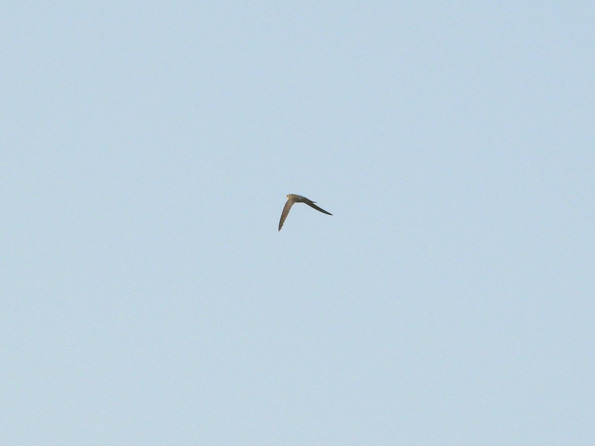 Pallid Swift - ML646681936