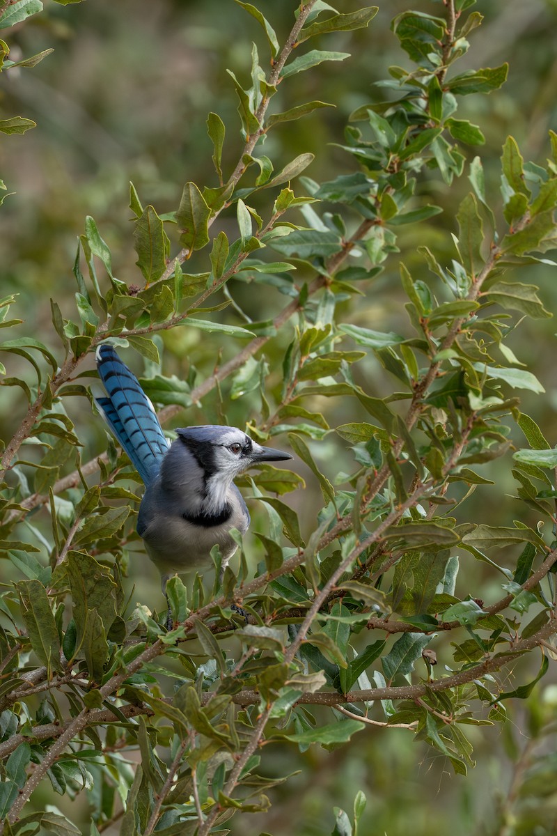 Blue Jay - ML646681937