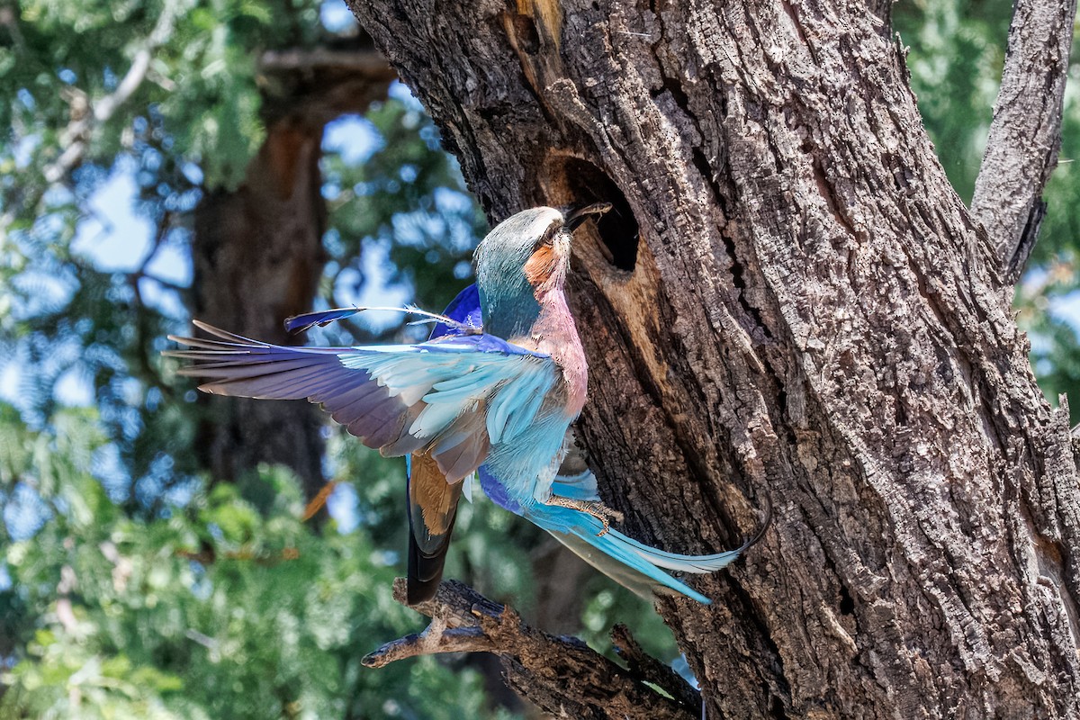 mandelík fialovoprsý - ML646681941