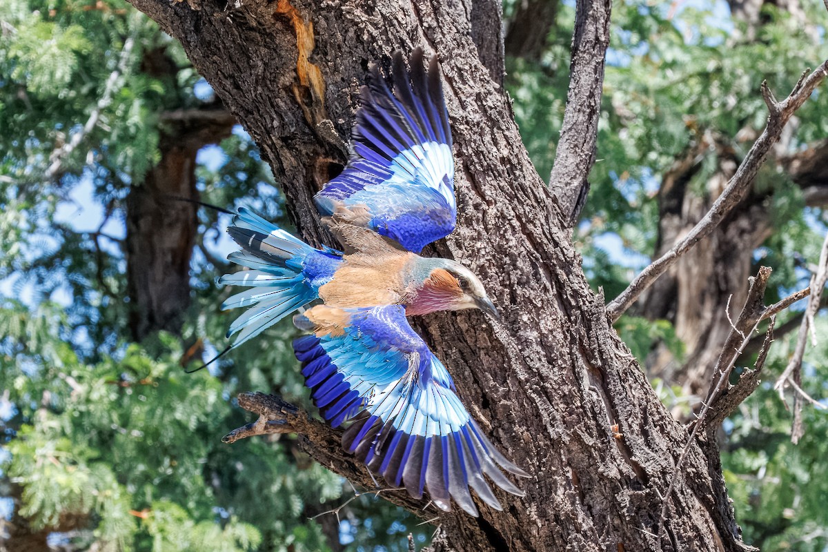 mandelík fialovoprsý - ML646681942