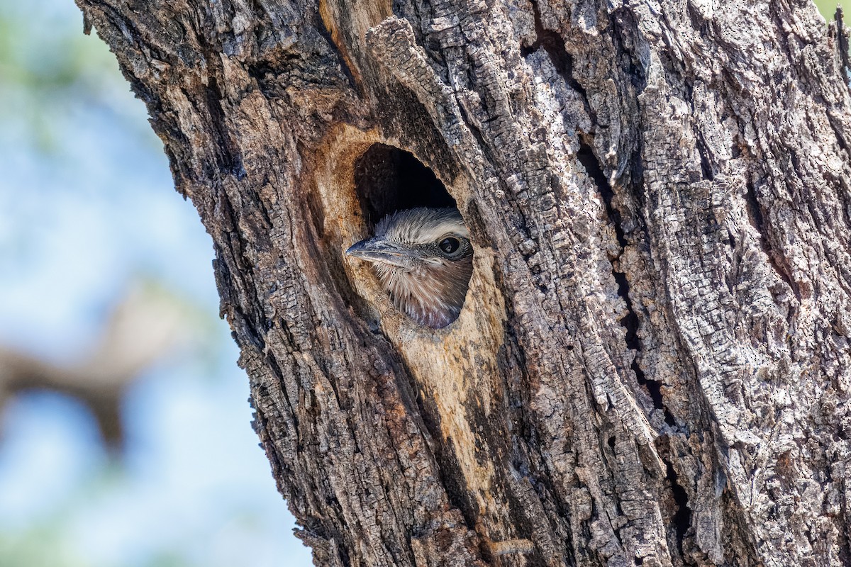 mandelík fialovoprsý - ML646681943