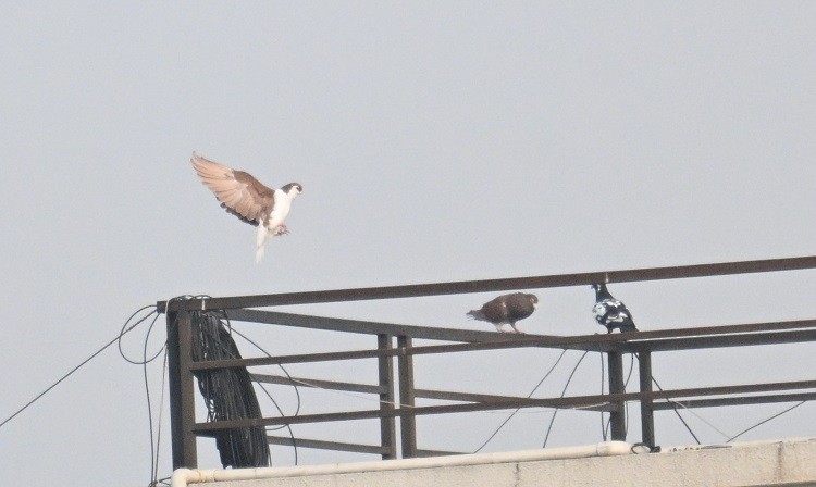 野鴿(野化) - ML646681944